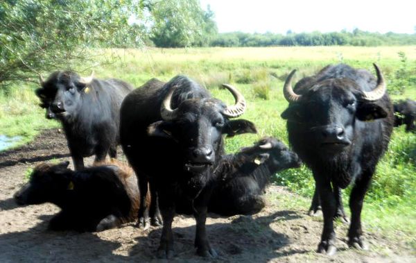 Wasserbüffel
