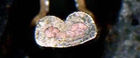 Crimp height measurement und microsection Crimp height measurement und microsection